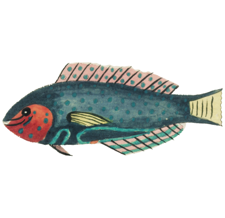 Colourful and surreal illustrations of fishes found in Moluccas (Indonesia) and the East Indies by Louis Renard (1678 -1746) from Histoire naturelle des plus rares curiositez de la mer des Indes (1754).