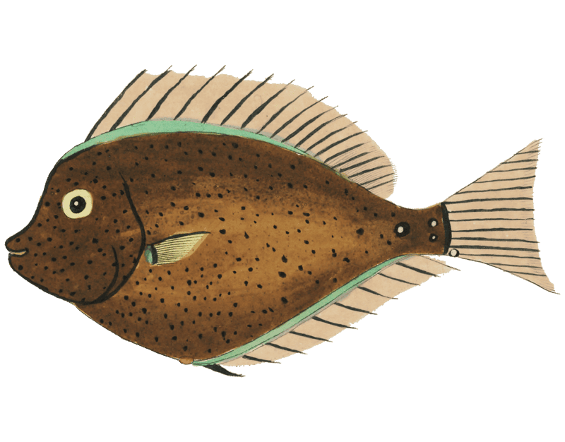 Colourful and surreal illustrations of fishes found in Moluccas (Indonesia) and the East Indies by Louis Renard (1678 -1746) from Histoire naturelle des plus rares curiositez de la mer des Indes (1754).