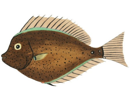 Colourful and surreal illustrations of fishes found in Moluccas (Indonesia) and the East Indies by Louis Renard (1678 -1746) from Histoire naturelle des plus rares curiositez de la mer des Indes (1754).