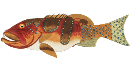 Colourful and surreal illustrations of fishes found in Moluccas (Indonesia) and the East Indies by Louis Renard (1678 -1746) from Histoire naturelle des plus rares curiositez de la mer des Indes (1754).