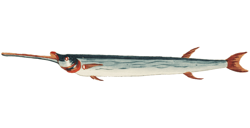 Colourful and surreal illustrations of fishes found in Moluccas (Indonesia) and the East Indies by Louis Renard (1678 -1746) from Histoire naturelle des plus rares curiositez de la mer des Indes (1754).