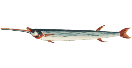 Colourful and surreal illustrations of fishes found in Moluccas (Indonesia) and the East Indies by Louis Renard (1678 -1746) from Histoire naturelle des plus rares curiositez de la mer des Indes (1754).
