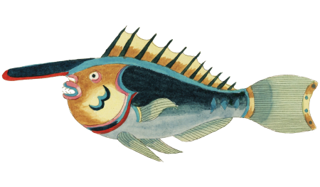 Colourful and surreal illustrations of fishes, lobster and crab found in the Indian and Pacific Oceans by Louis Renard (1678 -1746) from Histoire naturelle des plus rares curiositez de la mer des Indes (1754).