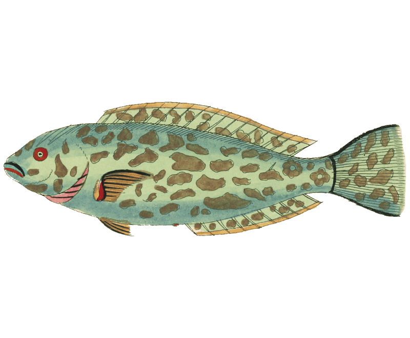 Colourful and surreal illustrations of fishes found in Moluccas (Indonesia) and the East Indies by Louis Renard (1678 -1746) from Histoire naturelle des plus rares curiositez de la mer des Indes (1754).