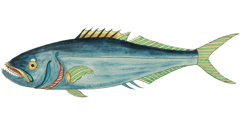 Colourful and surreal illustrations of fishes and crab found in Moluccas (Indonesia) and the East Indies by Louis Renard (1678 -1746) from Histoire naturelle des plus rares curiositez de la mer des Indes (1754).