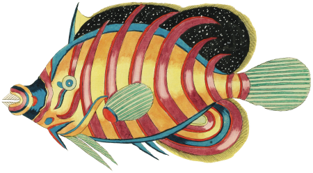 Colourful and surreal illustrations of fishes found in Moluccas (Indonesia) and the East Indies by Louis Renard (1678 -1746) from Histoire naturelle des plus rares curiositez de la mer des Indes (1754).