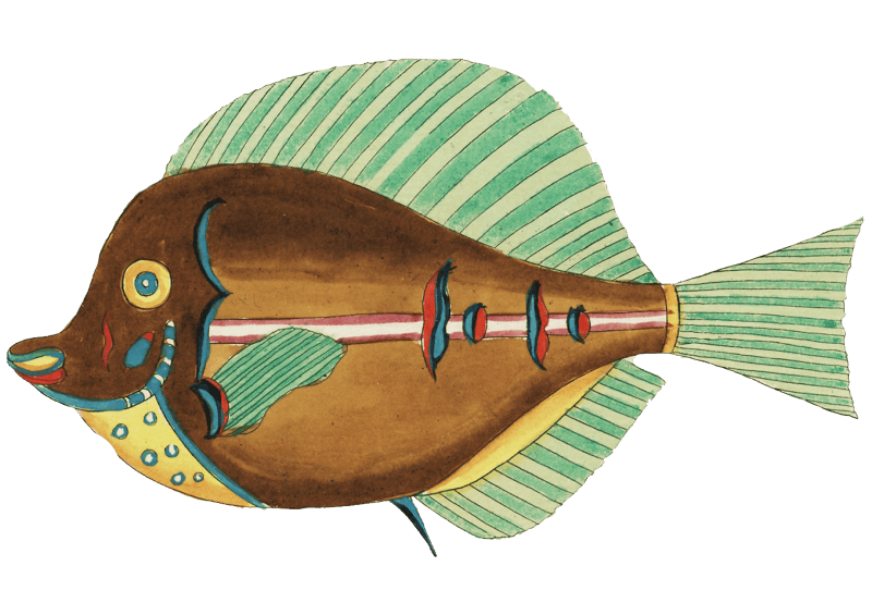 Colourful and surreal illustrations of fishes found in Moluccas (Indonesia) and the East Indies by Louis Renard (1678 -1746) from Histoire naturelle des plus rares curiositez de la mer des Indes (1754).