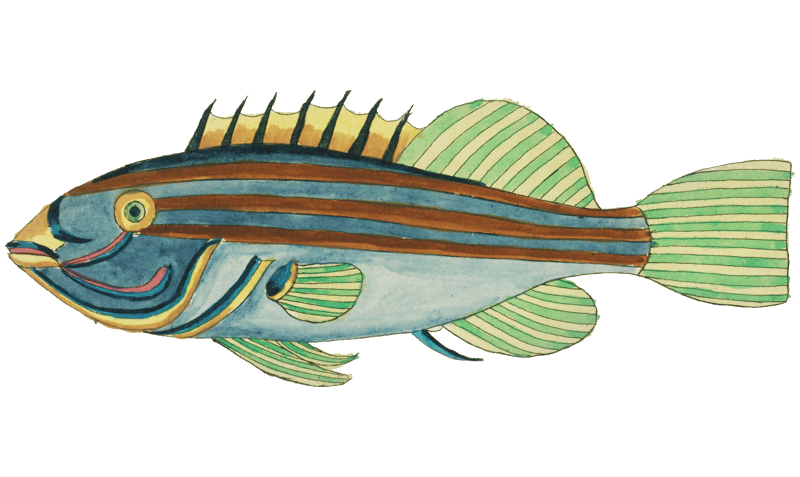 Colourful and surreal illustrations of fishes and crab found in Moluccas (Indonesia) and the East Indies by Louis Renard (1678 -1746) from Histoire naturelle des plus rares curiositez de la mer des Indes (1754).