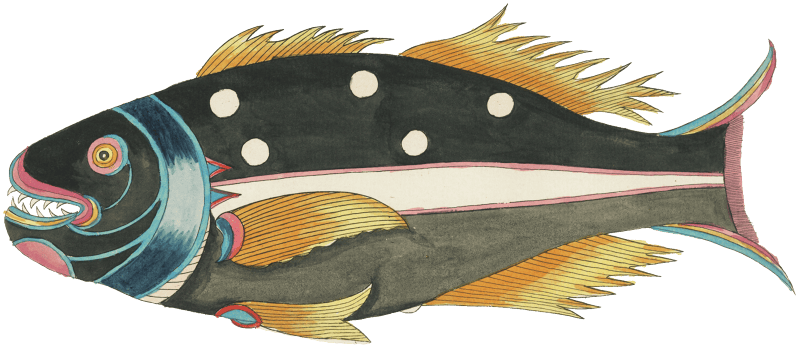 Colourful and surreal illustrations of fishes found in Moluccas (Indonesia) and the East Indies by Louis Renard (1678 -1746) from Histoire naturelle des plus rares curiositez de la mer des Indes (1754).