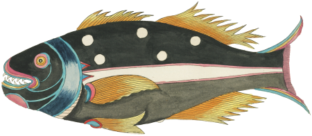 Colourful and surreal illustrations of fishes found in Moluccas (Indonesia) and the East Indies by Louis Renard (1678 -1746) from Histoire naturelle des plus rares curiositez de la mer des Indes (1754).