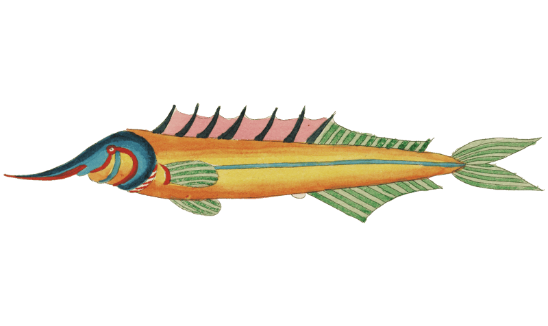 Colourful and surreal illustrations of fishes and crabs found in the Indian and Pacific Oceans by Louis Renard (1678 -1746) from Histoire naturelle des plus rares curiositez de la mer des Indes (1754).