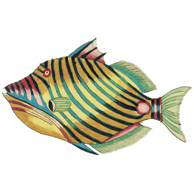 Colourful and surreal illustrations of fishes found in Moluccas (Indonesia) and the East Indies by Louis Renard (1678 -1746) from Histoire naturelle des plus rares curiositez de la mer des Indes (1754).