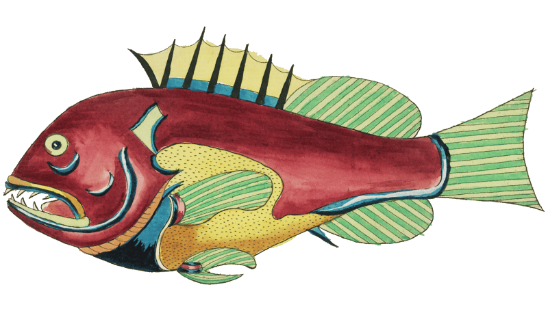 Colourful and surreal illustrations of fishes found in Moluccas (Indonesia) and the East Indies by Louis Renard (1678 -1746) from Histoire naturelle des plus rares curiositez de la mer des Indes (1754).