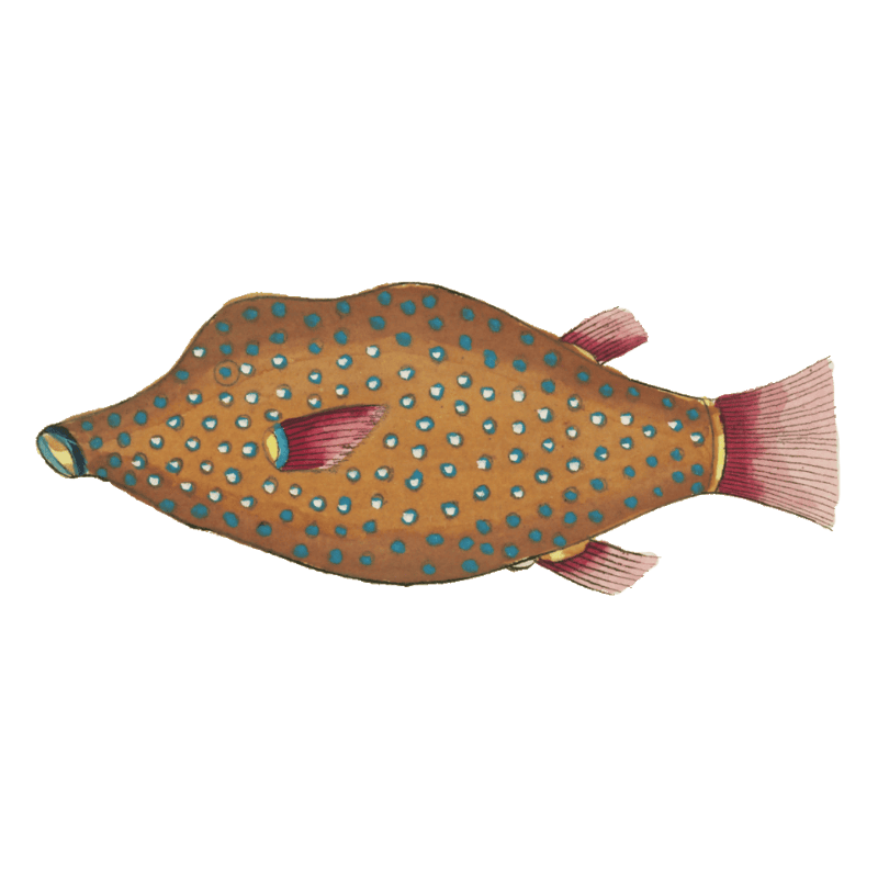 Colourful and surreal illustrations of fishes found in Moluccas (Indonesia) and the East Indies by Louis Renard (1678 -1746) from Histoire naturelle des plus rares curiositez de la mer des Indes (1754).