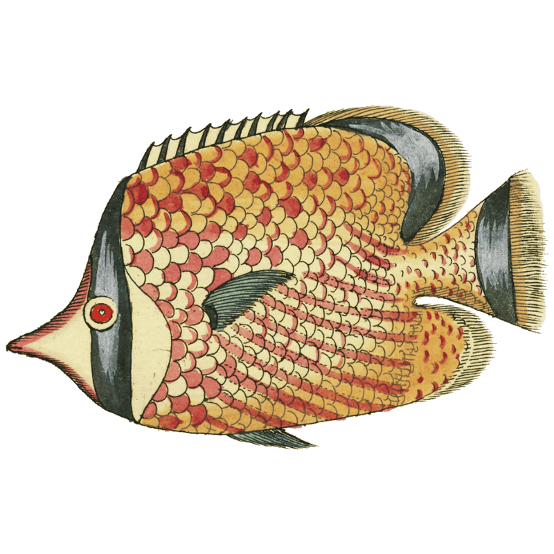 Colourful and surreal illustrations of fishes found in Moluccas (Indonesia) and the East Indies by Louis Renard (1678 -1746) from Histoire naturelle des plus rares curiositez de la mer des Indes (1754).