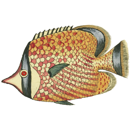 Colourful and surreal illustrations of fishes found in Moluccas (Indonesia) and the East Indies by Louis Renard (1678 -1746) from Histoire naturelle des plus rares curiositez de la mer des Indes (1754).