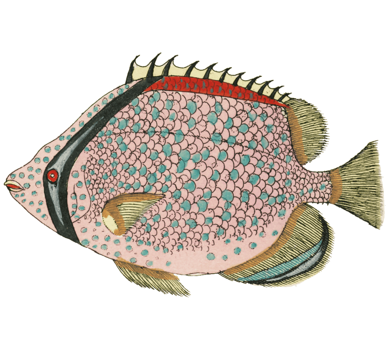 Colourful and surreal illustrations of fishes found in Moluccas (Indonesia) and the East Indies by Louis Renard (1678 -1746) from Histoire naturelle des plus rares curiositez de la mer des Indes (1754).