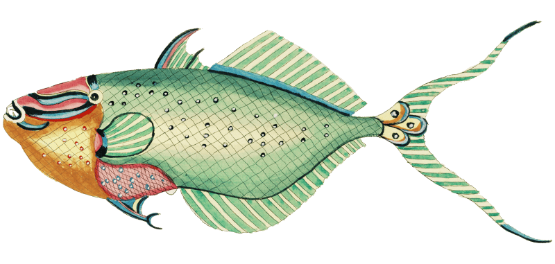 Colourful and surreal illustrations of fishes found in Moluccas (Indonesia) and the East Indies by Louis Renard (1678 -1746) from Histoire naturelle des plus rares curiositez de la mer des Indes (1754).