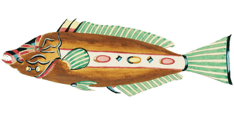 Colourful and surreal illustrations of fishes found in Moluccas (Indonesia) and the East Indies by Louis Renard (1678 -1746) from Histoire naturelle des plus rares curiositez de la mer des Indes (1754).