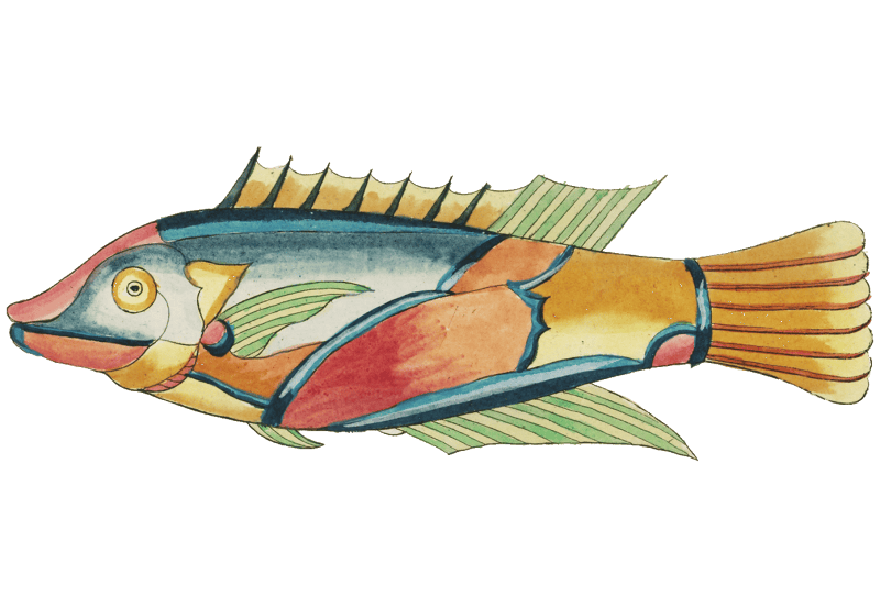 Colourful and surreal illustrations of fishes found in Moluccas (Indonesia) and the East Indies by Louis Renard (1678 -1746) from Histoire naturelle des plus rares curiositez de la mer des Indes (1754).