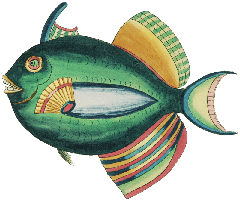 Colourful and surreal illustrations of fishes found in Moluccas (Indonesia) and the East Indies by Louis Renard (1678 -1746) from Histoire naturelle des plus rares curiositez de la mer des Indes (1754).