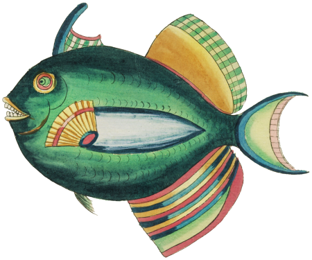 Colourful and surreal illustrations of fishes found in Moluccas (Indonesia) and the East Indies by Louis Renard (1678 -1746) from Histoire naturelle des plus rares curiositez de la mer des Indes (1754).