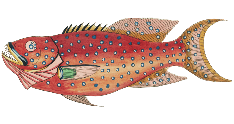 Colourful and surreal illustrations of fishes found in Moluccas (Indonesia) and the East Indies by Louis Renard (1678 -1746) from Histoire naturelle des plus rares curiositez de la mer des Indes (1754).