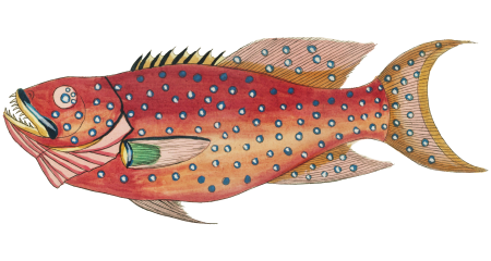 Colourful and surreal illustrations of fishes found in Moluccas (Indonesia) and the East Indies by Louis Renard (1678 -1746) from Histoire naturelle des plus rares curiositez de la mer des Indes (1754).