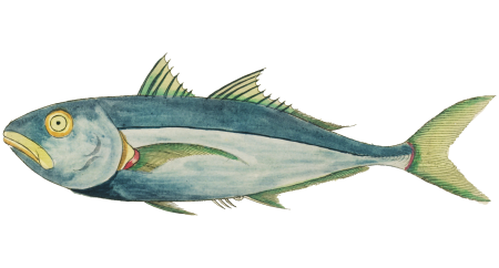 Colourful and surreal illustrations of fishes found in Moluccas (Indonesia) and the East Indies by Louis Renard (1678 -1746) from Histoire naturelle des plus rares curiositez de la mer des Indes (1754).