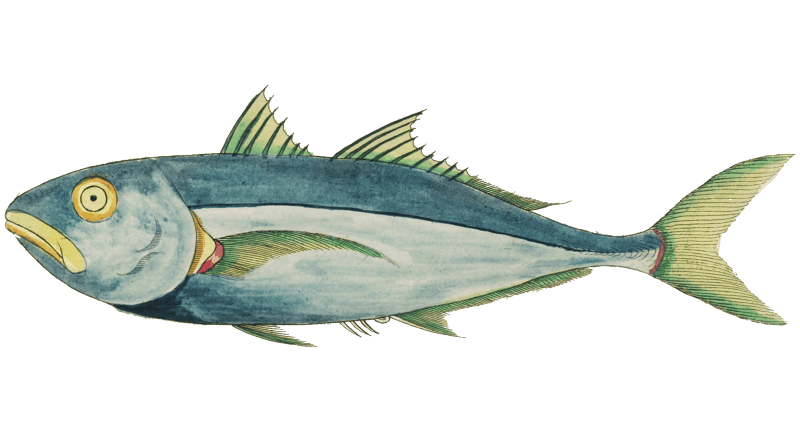Colourful and surreal illustrations of fishes found in Moluccas (Indonesia) and the East Indies by Louis Renard (1678 -1746) from Histoire naturelle des plus rares curiositez de la mer des Indes (1754).