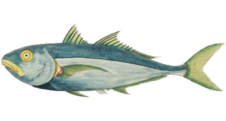 Colourful and surreal illustrations of fishes found in Moluccas (Indonesia) and the East Indies by Louis Renard (1678 -1746) from Histoire naturelle des plus rares curiositez de la mer des Indes (1754).