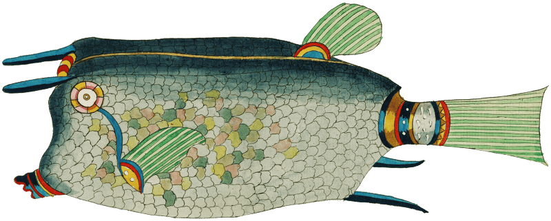 Colourful and surreal illustrations of fishes and crab found in Moluccas (Indonesia) and the East Indies by Louis Renard (1678 -1746) from Histoire naturelle des plus rares curiositez de la mer des Indes (1754).