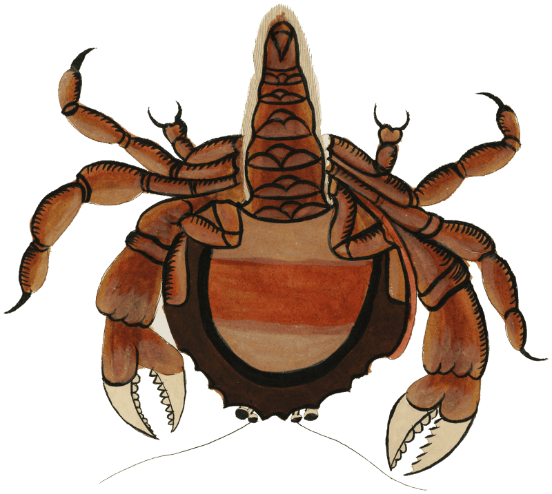 Colourful and surreal illustrations of crabs found in Moluccas (Indonesia) and the East Indies by Louis Renard (1678 -1746) from Histoire naturelle des plus rares curiositez de la mer des Indes (1754).