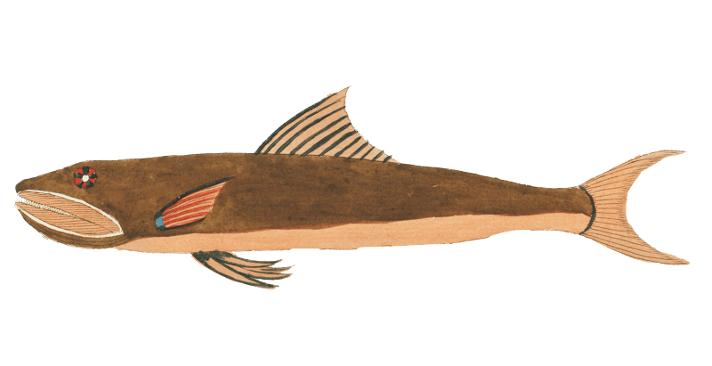Colourful and surreal illustrations of fishes found in Moluccas (Indonesia) and the East Indies by Louis Renard (1678 -1746) from Histoire naturelle des plus rares curiositez de la mer des Indes (1754).