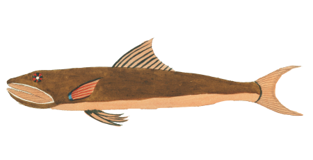 Colourful and surreal illustrations of fishes found in Moluccas (Indonesia) and the East Indies by Louis Renard (1678 -1746) from Histoire naturelle des plus rares curiositez de la mer des Indes (1754).