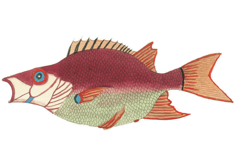 Colourful and surreal illustrations of fishes found in Moluccas (Indonesia) and the East Indies by Louis Renard (1678 -1746) from Histoire naturelle des plus rares curiositez de la mer des Indes (1754).