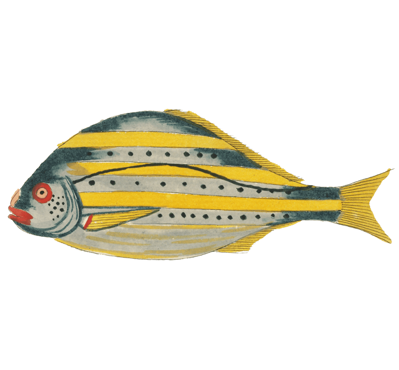 Colourful and surreal illustrations of fishes found in Moluccas (Indonesia) and the East Indies by Louis Renard (1678 -1746) from Histoire naturelle des plus rares curiositez de la mer des Indes (1754).