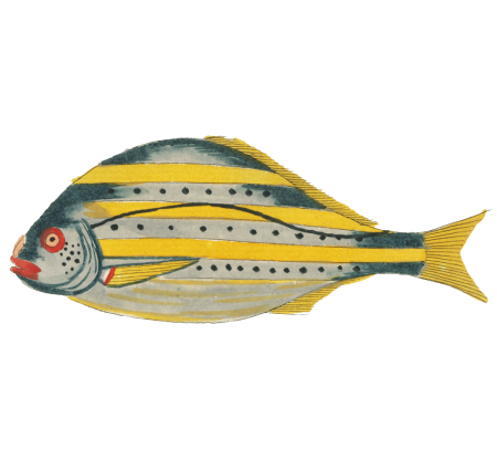 Colourful and surreal illustrations of fishes found in Moluccas (Indonesia) and the East Indies by Louis Renard (1678 -1746) from Histoire naturelle des plus rares curiositez de la mer des Indes (1754).