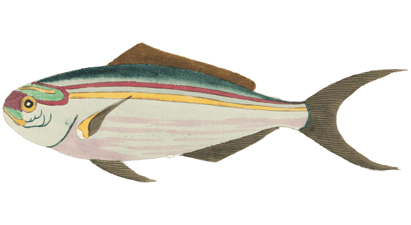 Colourful and surreal illustrations of fishes found in Moluccas (Indonesia) and the East Indies by Louis Renard (1678 -1746) from Histoire naturelle des plus rares curiositez de la mer des Indes (1754).