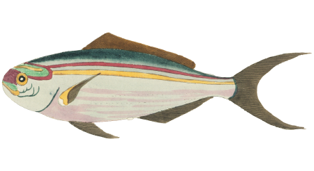 Colourful and surreal illustrations of fishes found in Moluccas (Indonesia) and the East Indies by Louis Renard (1678 -1746) from Histoire naturelle des plus rares curiositez de la mer des Indes (1754).