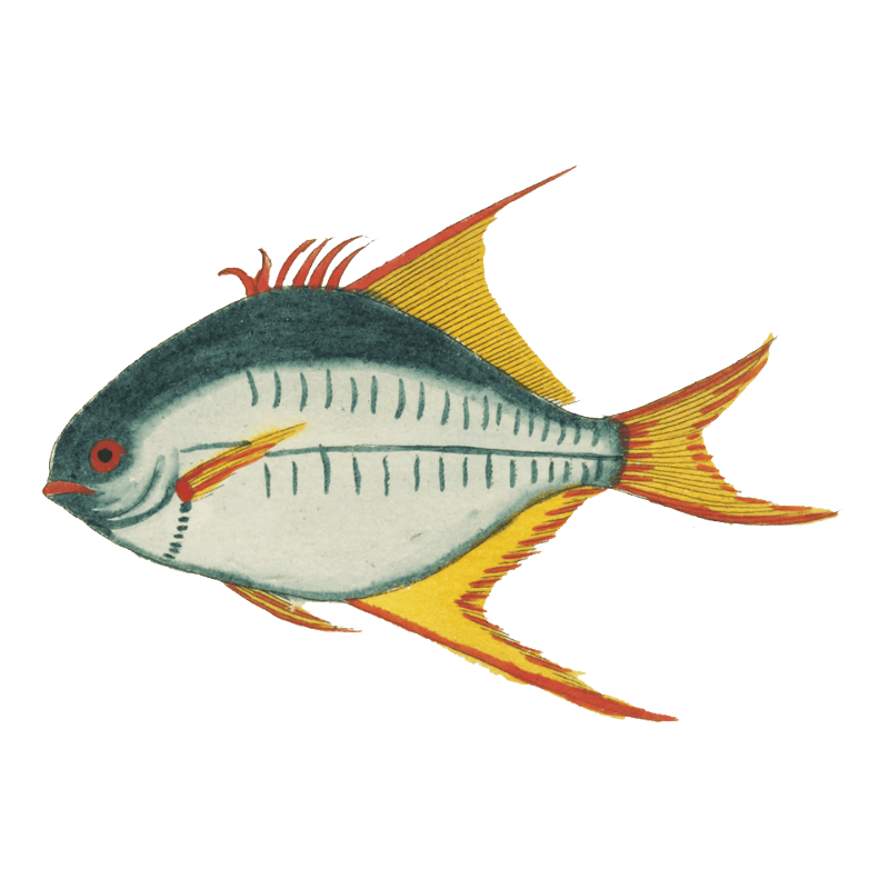 Colourful and surreal illustrations of fishes found in Moluccas (Indonesia) and the East Indies by Louis Renard (1678 -1746) from Histoire naturelle des plus rares curiositez de la mer des Indes (1754).
