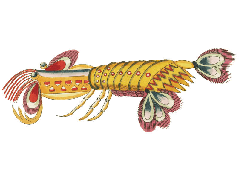 Colourful and surreal illustrations of fishes and lobster found in Moluccas (Indonesia) and the East Indies by Louis Renard (1678 -1746) from Histoire naturelle des plus rares curiositez de la mer des Indes (1754).