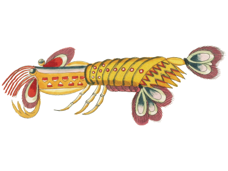 Colourful and surreal illustrations of fishes and lobster found in Moluccas (Indonesia) and the East Indies by Louis Renard (1678 -1746) from Histoire naturelle des plus rares curiositez de la mer des Indes (1754).