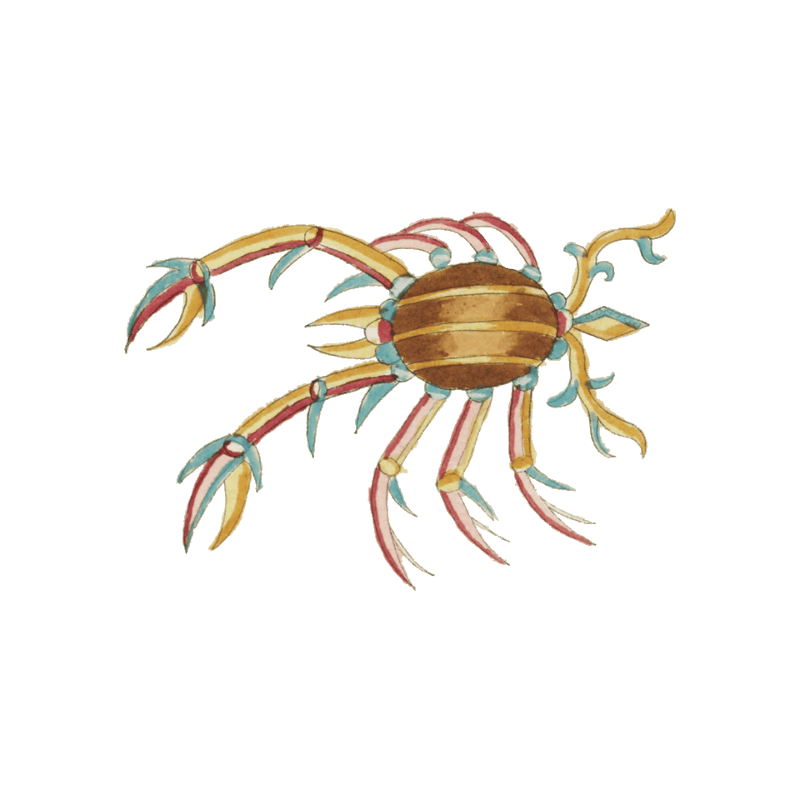 Colourful and surreal illustrations of crabs and lobster found in Moluccas (Indonesia) and the East Indies by Louis Renard (1678 -1746) from Histoire naturelle des plus rares curiositez de la mer des Indes (1754).