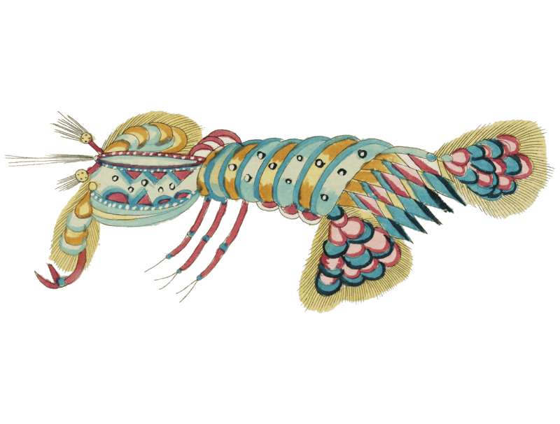 Colourful and surreal illustrations of crabs and lobster found in Moluccas (Indonesia) and the East Indies by Louis Renard (1678 -1746) from Histoire naturelle des plus rares curiositez de la mer des Indes (1754).