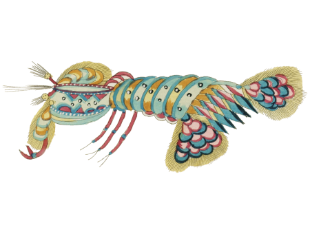 Colourful and surreal illustrations of crabs and lobster found in Moluccas (Indonesia) and the East Indies by Louis Renard (1678 -1746) from Histoire naturelle des plus rares curiositez de la mer des Indes (1754).