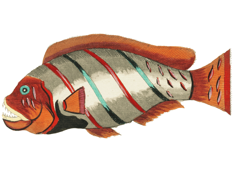 Colourful and surreal illustrations of fishes found in Moluccas (Indonesia) and the East Indies by Louis Renard (1678 -1746) from Histoire naturelle des plus rares curiositez de la mer des Indes (1754).
