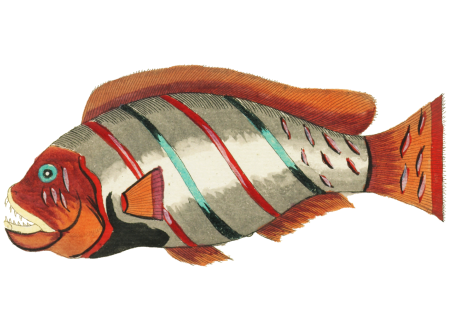 Colourful and surreal illustrations of fishes found in Moluccas (Indonesia) and the East Indies by Louis Renard (1678 -1746) from Histoire naturelle des plus rares curiositez de la mer des Indes (1754).