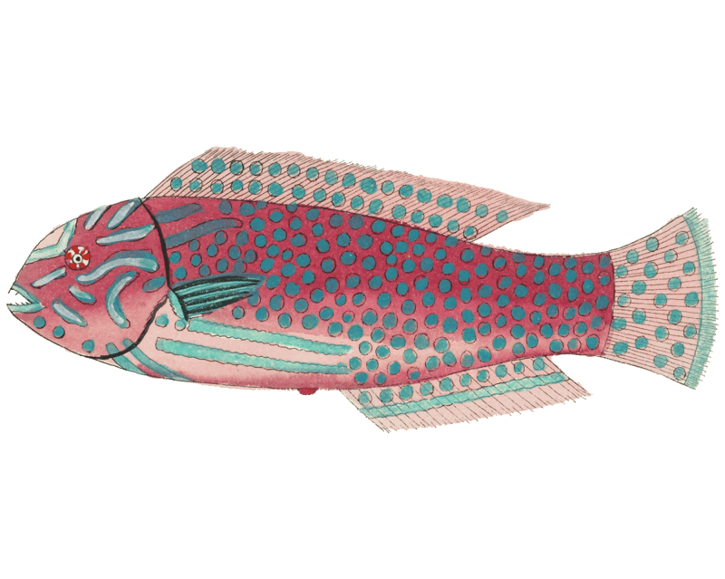 Colourful and surreal illustrations of fishes found in Moluccas (Indonesia) and the East Indies by Louis Renard (1678 -1746) from Histoire naturelle des plus rares curiositez de la mer des Indes (1754).