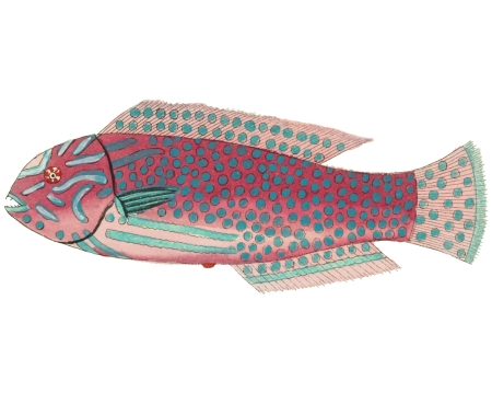 Colourful and surreal illustrations of fishes found in Moluccas (Indonesia) and the East Indies by Louis Renard (1678 -1746) from Histoire naturelle des plus rares curiositez de la mer des Indes (1754).